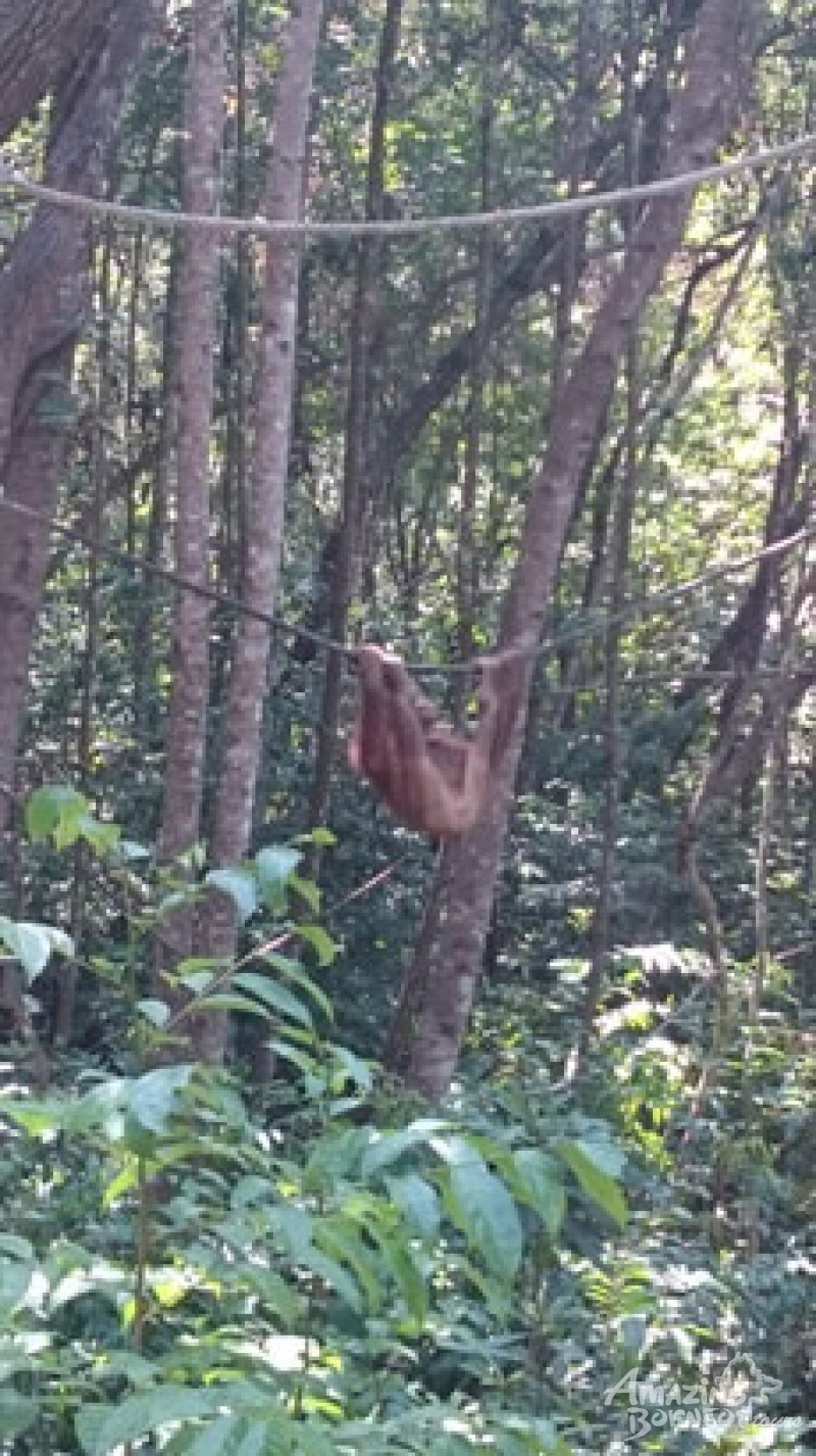 An encounter with the delightful orang utan